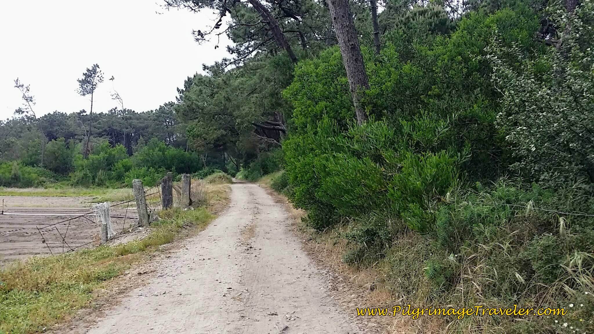 Day Sixteen on the Coastal Route of the Camino Portugués