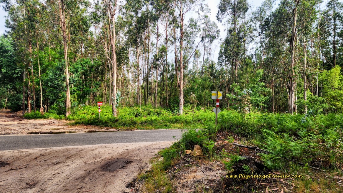 Very Sandy Lane through Eucalyptus near Santa Luzia, Portugal on the Camino de Santiago